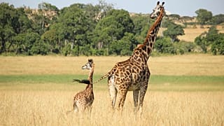Giraffes numbers have been in rapid decline since the mid 1980s. 