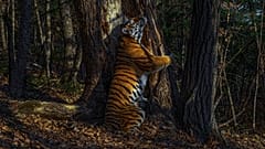 The Embrace by Sergey Gorshkov, Russia