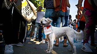 Um cão cubano no protesto de abril de 2019