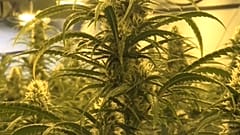 Una plantación ilegal de marihuana desmantelada por los Mossos d'Esquadra.