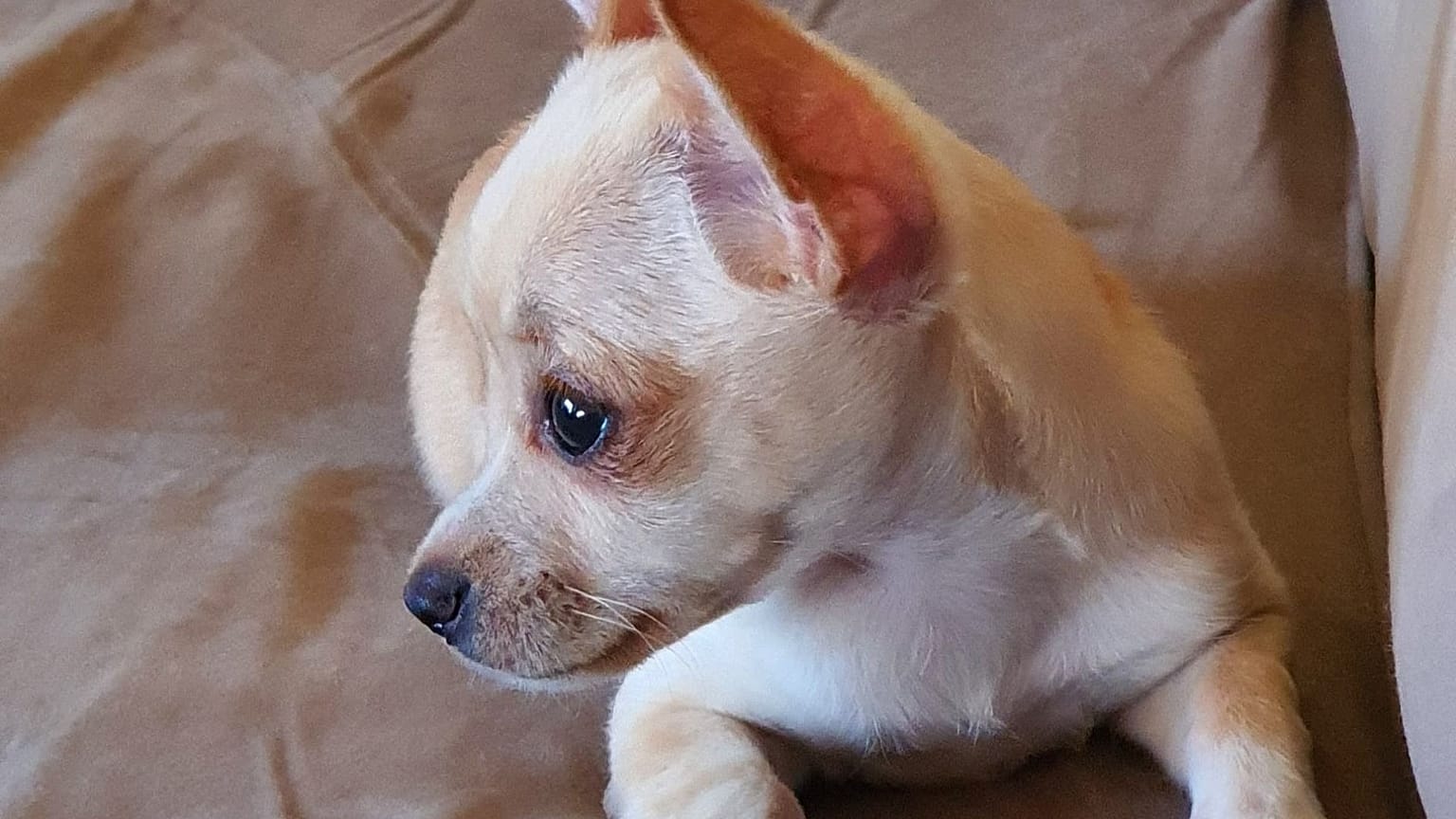 Raya now has a chance of survival after being confiscated by Norwegian authorities