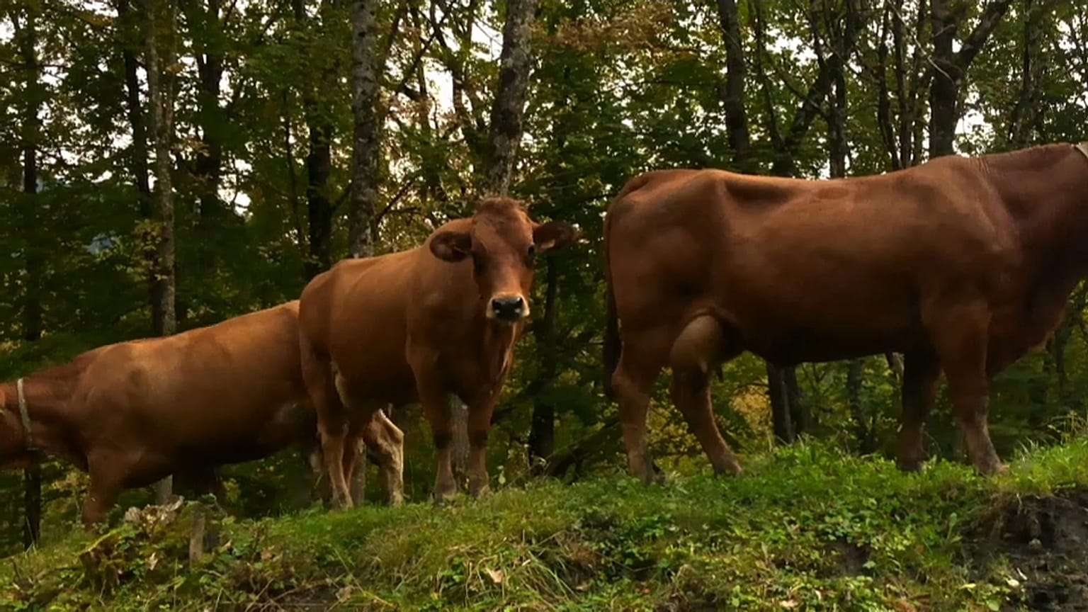 Wenn es der Kuh zu heiß wird - Kilmawandel in den Alpen
