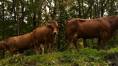 Wenn es der Kuh zu heiß wird - Kilmawandel in den Alpen