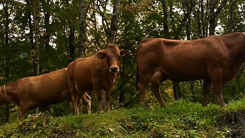 Wenn es der Kuh zu heiß wird - Kilmawandel in den Alpen