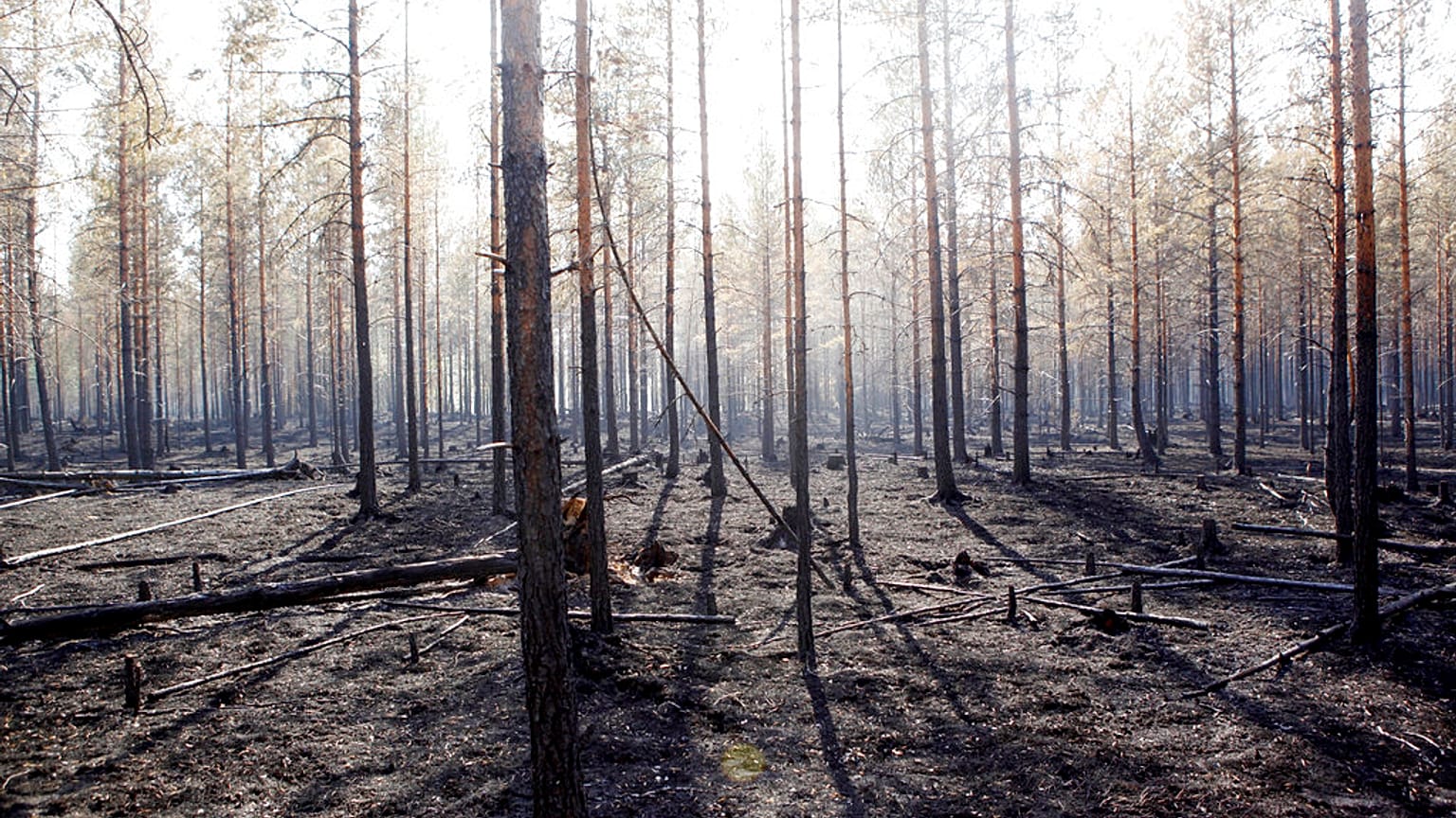 The burned trunks of trees are seen after a major forest fire in Angra, Ljusdal municipality, Sweden, Sunday July 22, 2018. 