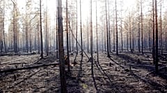 The burned trunks of trees are seen after a major forest fire in Angra, Ljusdal municipality, Sweden, Sunday July 22, 2018. 