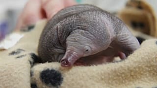 TARONGA ZOO