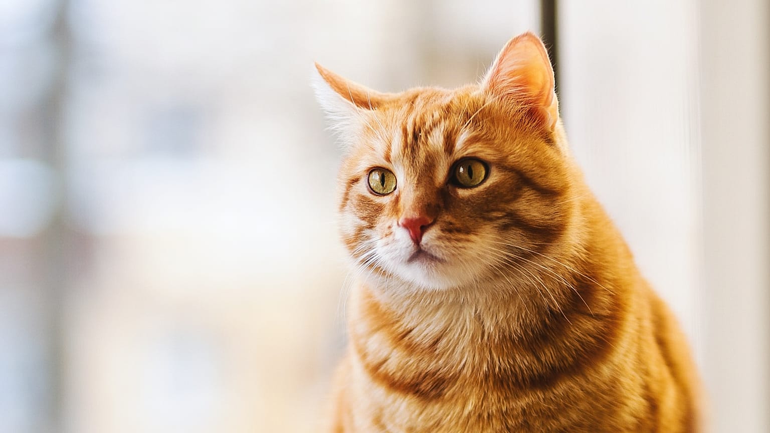 Covid-19'a yakalanan kedi uyutuldu / ARŞİV