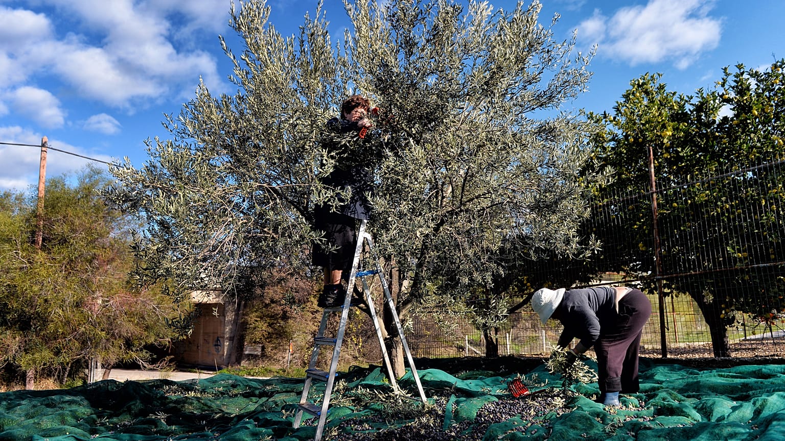 Ελαιόδεντρο