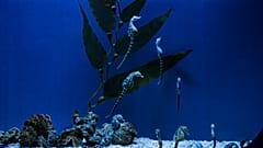 Seahorses swim in their tank at the Aquarium of Genoa, Northern Italy.