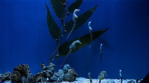 Seahorses swim in their tank at the Aquarium of Genoa, Northern Italy.