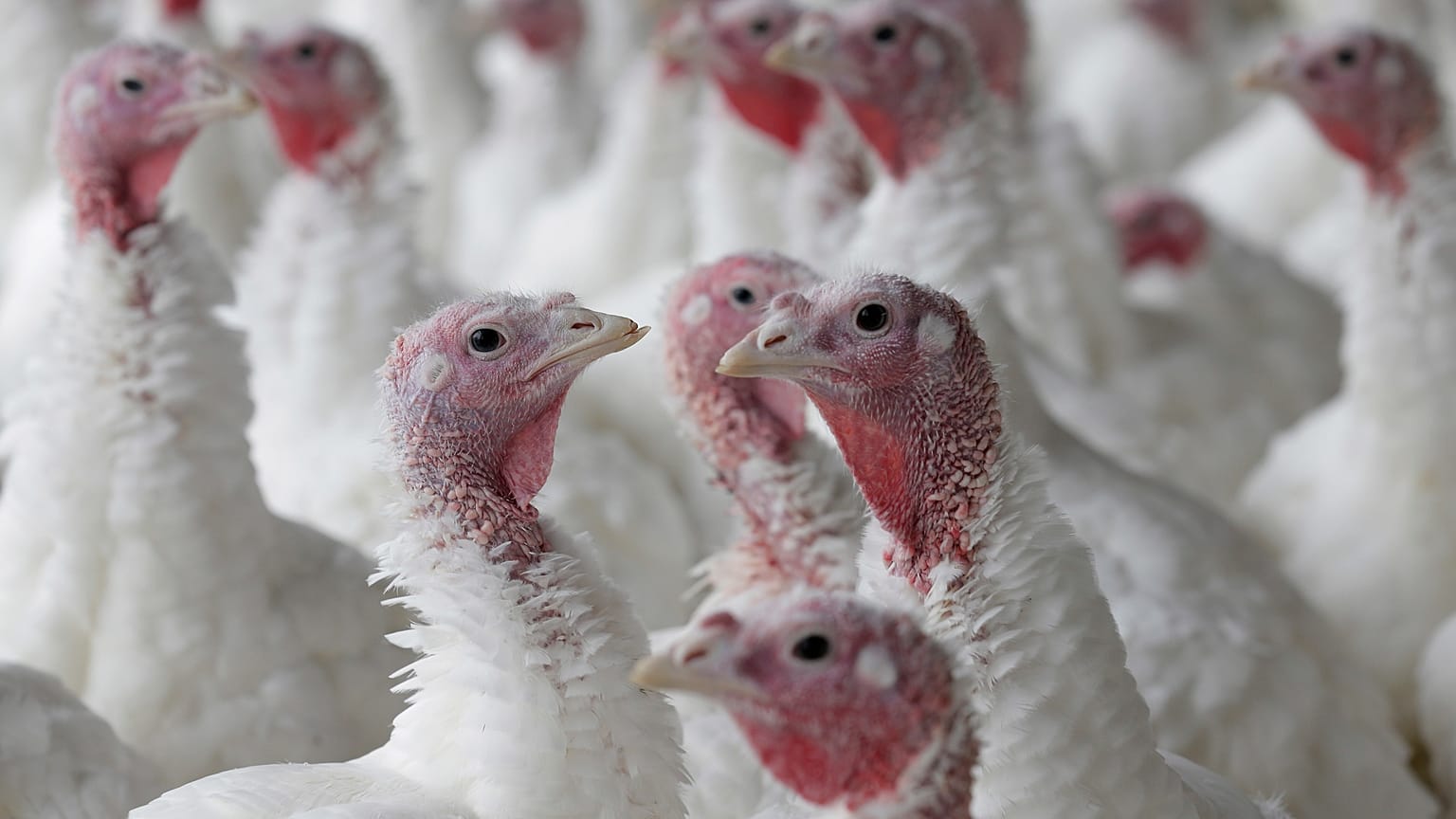 Turkey farm