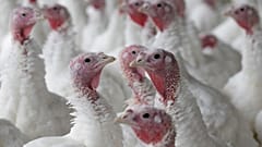 Turkey farm