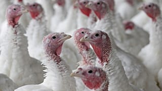Turkey farm