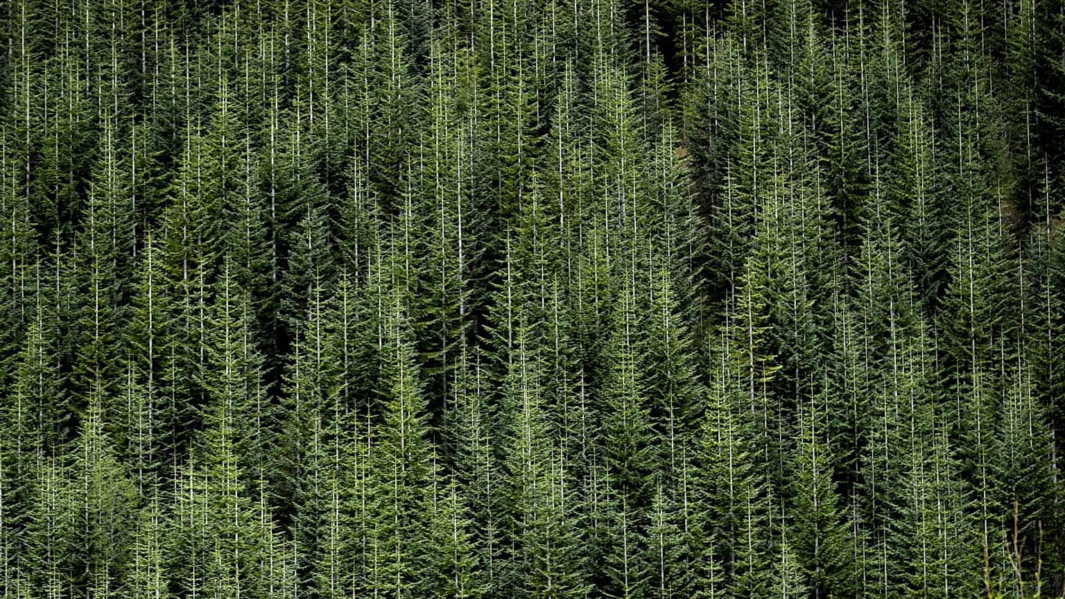 Foto d'archivio - Una foresta dello stato di Washington