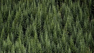 Foto d'archivio - Una foresta dello stato di Washington
