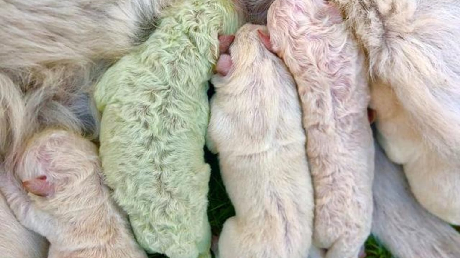 Yeşil yavru köpek Pistachio