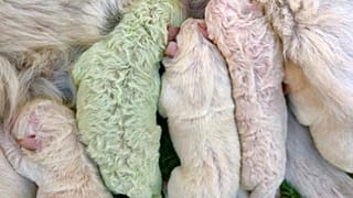 Yeşil yavru köpek Pistachio