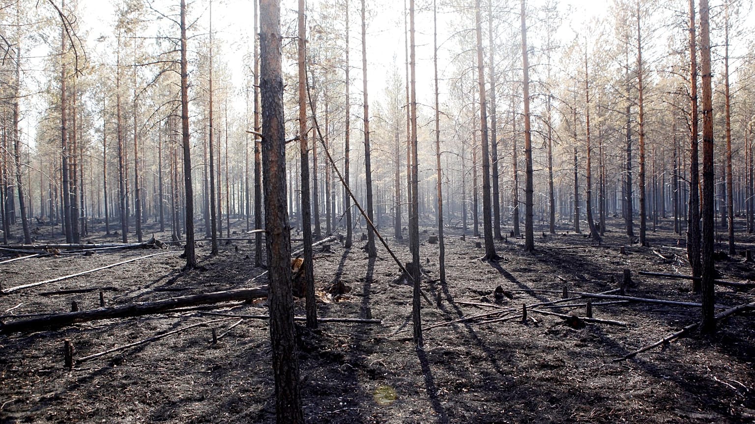 Une forêt brûlée à Angra en Suède, le 22 juillet 2018