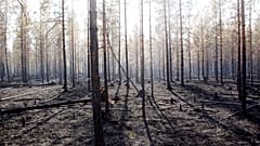 Une forêt brûlée à Angra en Suède, le 22 juillet 2018