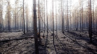 Une forêt brûlée à Angra en Suède, le 22 juillet 2018