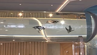 Varios pingüinos nadan en el interior del acuario XPark en Taiwán