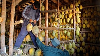 Каунхон в Хорезме