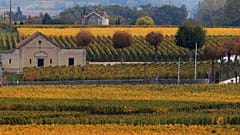 Vigne di Saint Emilion (Bordeaux) - archivio, 2015