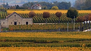 Vigne di Saint Emilion (Bordeaux) - archivio, 2015