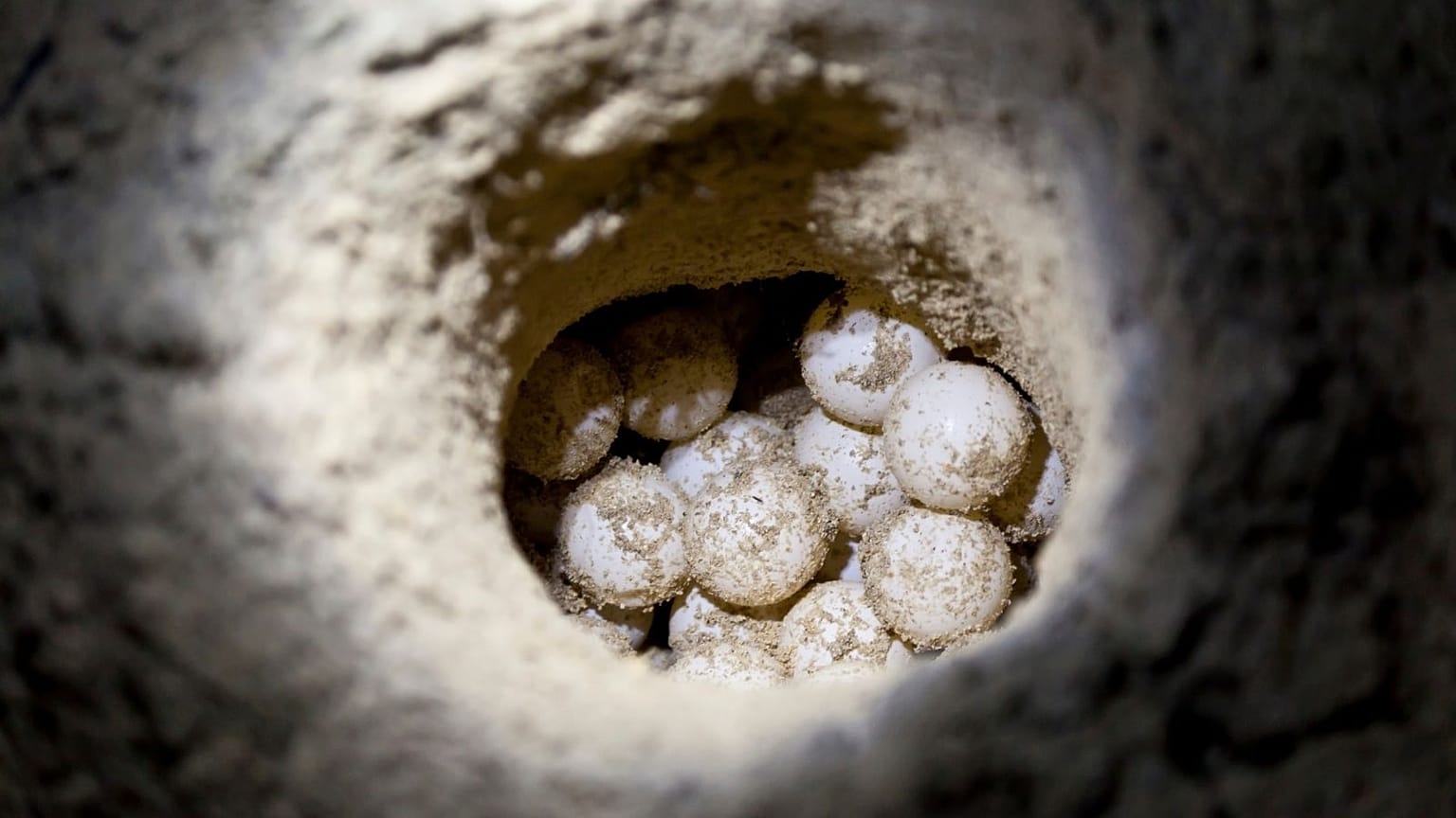 Green sea turtle eggs in sand hole at hatchery site