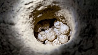 Green sea turtle eggs in sand hole at hatchery site
