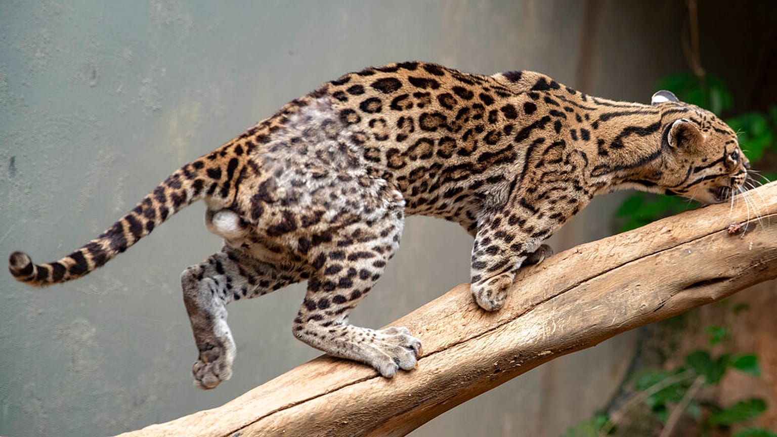 Ocelote com uma perna amputada no refúgio da Associação Mata Ciliar