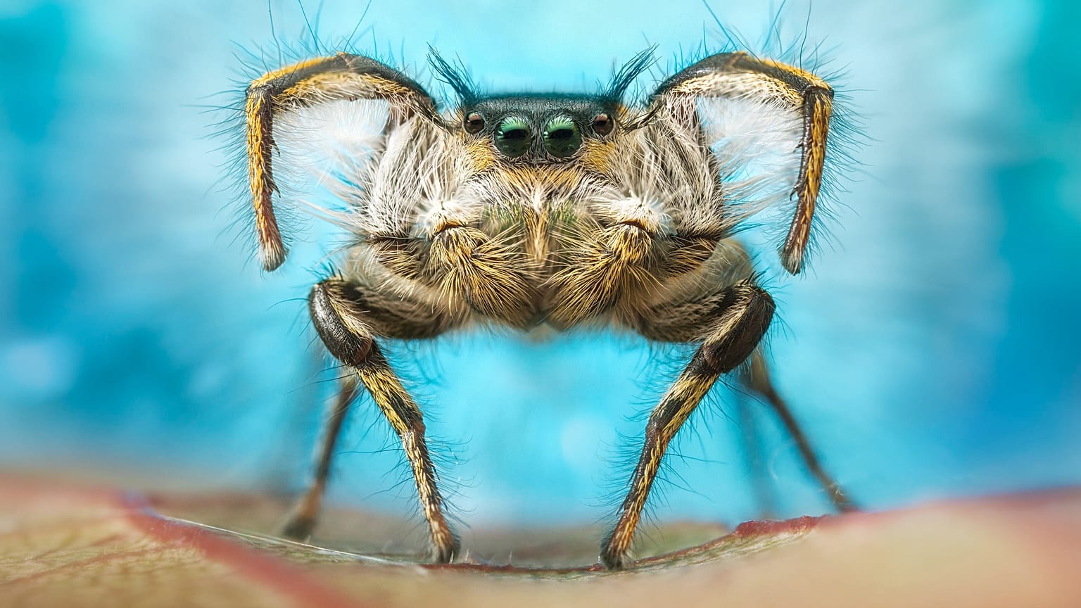 A male jumping spider performing a courtship dance. 