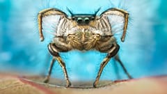 A male jumping spider performing a courtship dance. 