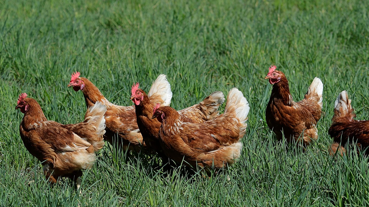 Avian influenza s highly contagious. Humans are immune to most strains although some can cross the species barrier. 