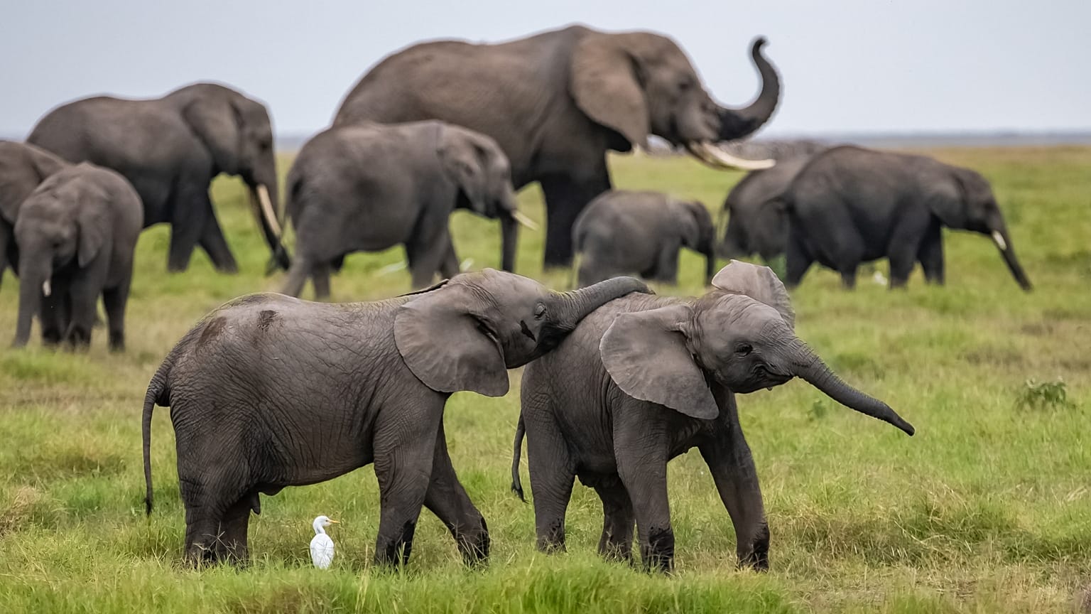 Elephants
