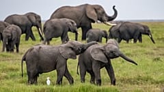 Elephants