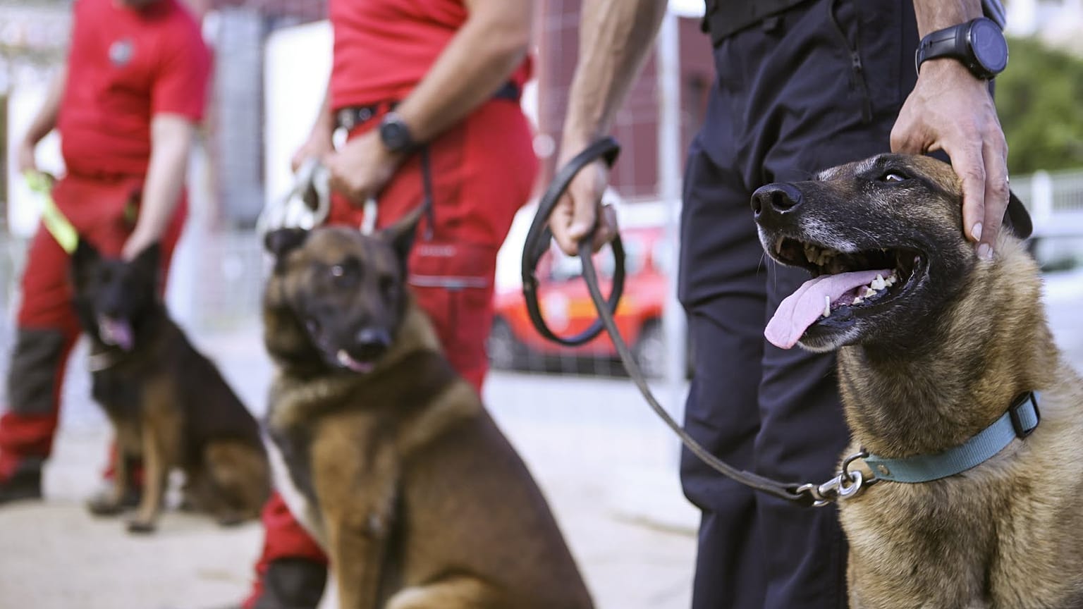Eğitilmiş köpekler