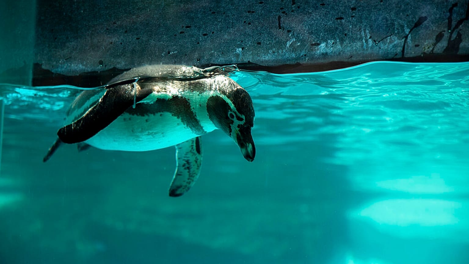 In this file picture, a Humboldt penguin swims in its exhibit as seen during a media tour of La Aurora Zoo, Guatemala City, Tuesday, Aug. 25, 2020. 
