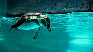 In this file picture, a Humboldt penguin swims in its exhibit as seen during a media tour of La Aurora Zoo, Guatemala City, Tuesday, Aug. 25, 2020.