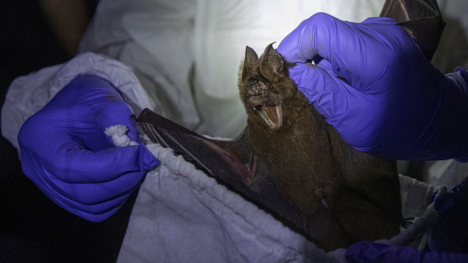 A researcher puts a bat into a bag inside a cave at Sai Yok National Park in Kanchanaburi province, west of Bangkok, Thailand, Saturday, Aug. 1, 2020.