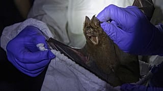 A researcher puts a bat into a bag inside a cave at Sai Yok National Park in Kanchanaburi province, west of Bangkok, Thailand, Saturday, Aug. 1, 2020.