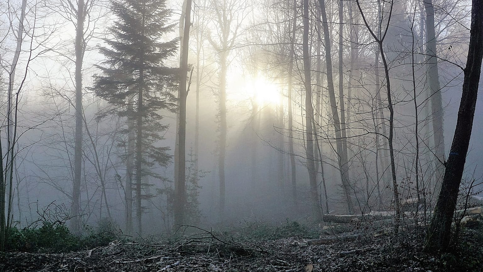 Weihnachen im Wald? (Symbolbild)