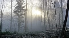 Weihnachen im Wald? (Symbolbild)