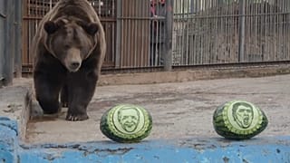 El oso Buyan se dirige a las sandías que tienen dibujados los rostros de Joe Biden y Donald Trump