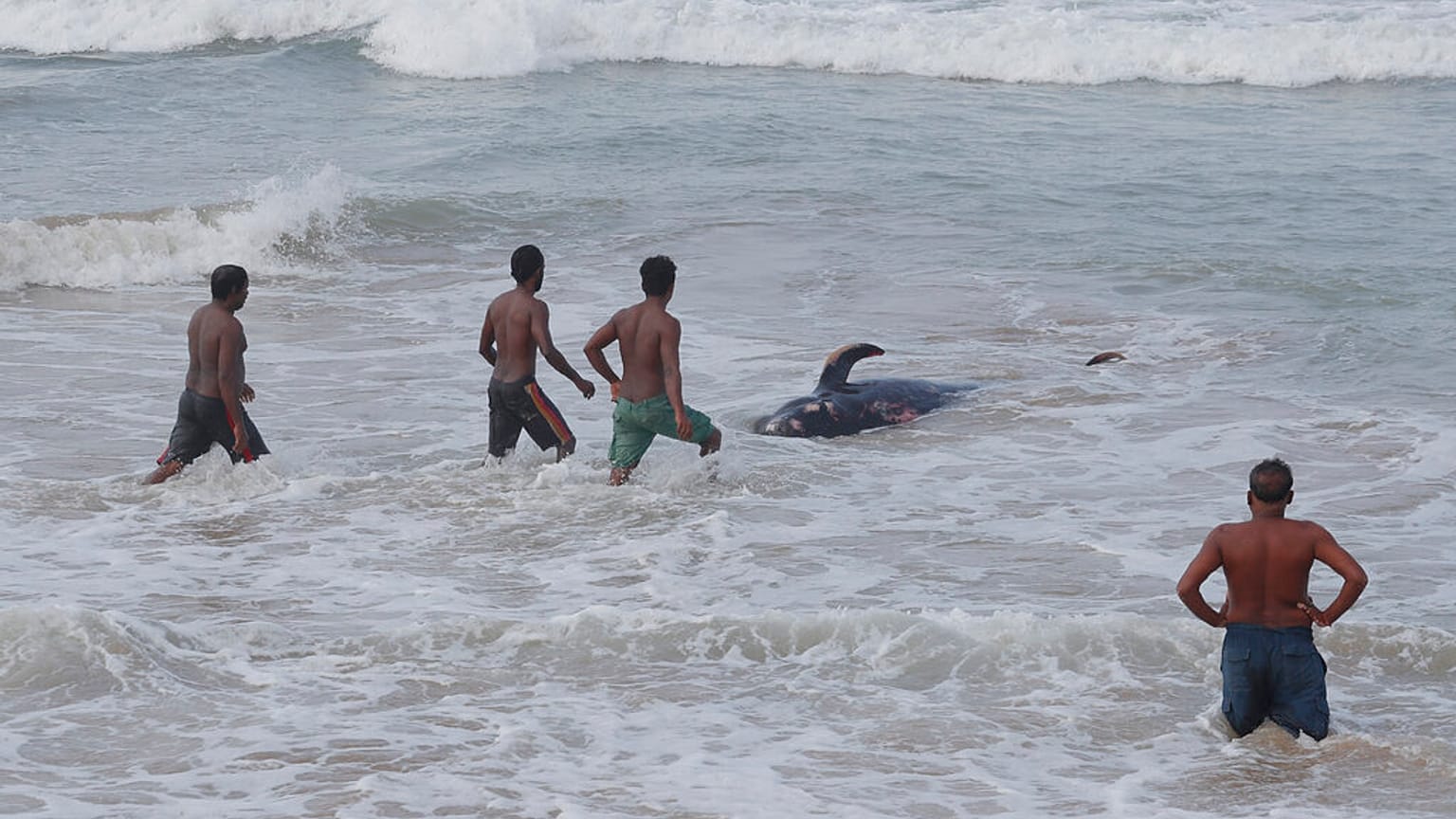 Sri Lanka'da Covid-19 nedeniyle sokağa çıkma yasağı uygulanmasına rağmen birçok vatandaş balinaları kurtarmak için kıyı bölgelere akın etti.