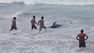 Sri Lanka'da Covid-19 nedeniyle sokağa çıkma yasağı uygulanmasına rağmen birçok vatandaş balinaları kurtarmak için kıyı bölgelere akın etti.