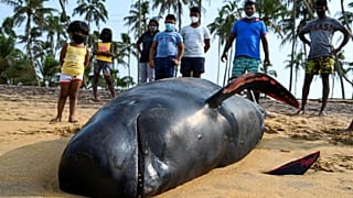 120 whales saved off the coast of Sri Lanka