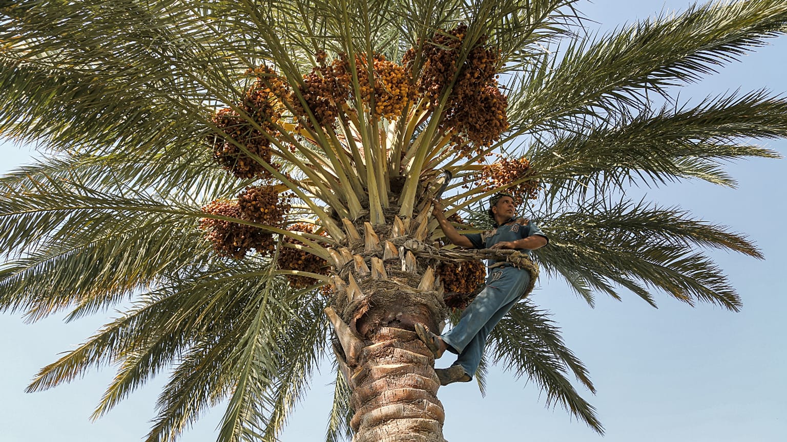 مهنة تسلق النخيل