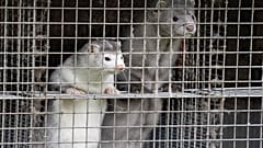  In this file photo taken on October 09, 2020 minks are seen at a farm in Gjol, northern Denmark.